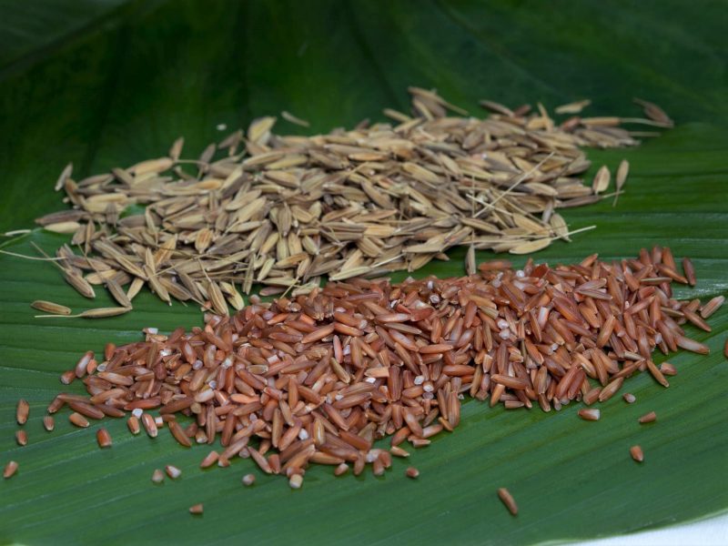 Commercialisation of native rice
