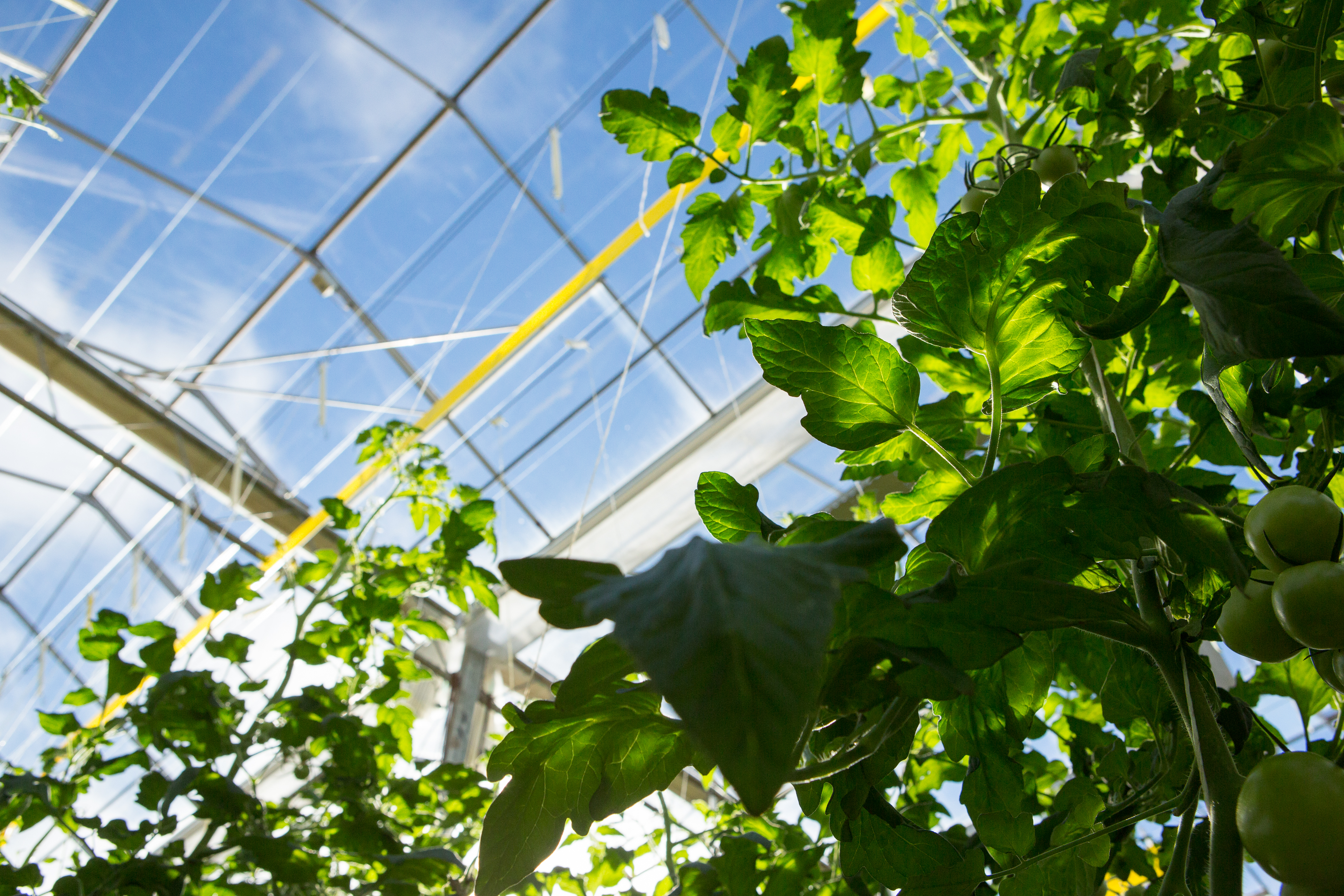 Virtual Indoor AgTech Innovation Summit