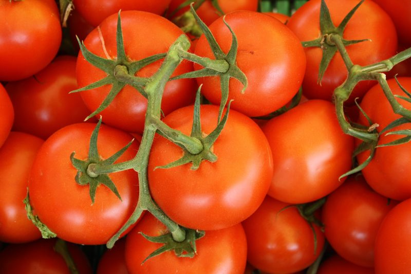 Tomato rhizobiome project