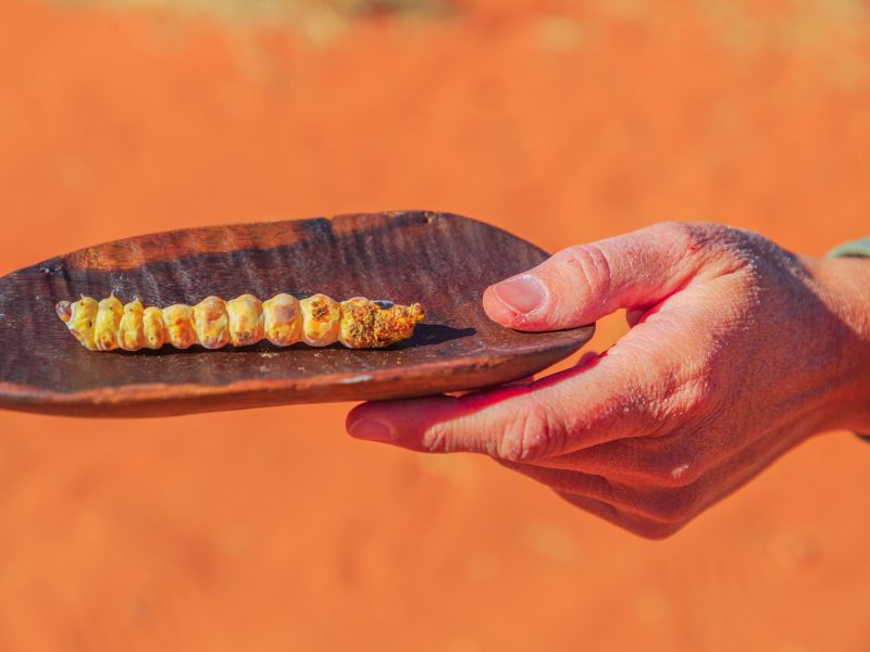 An industry with legs: Australia’s first edible insects roadmap