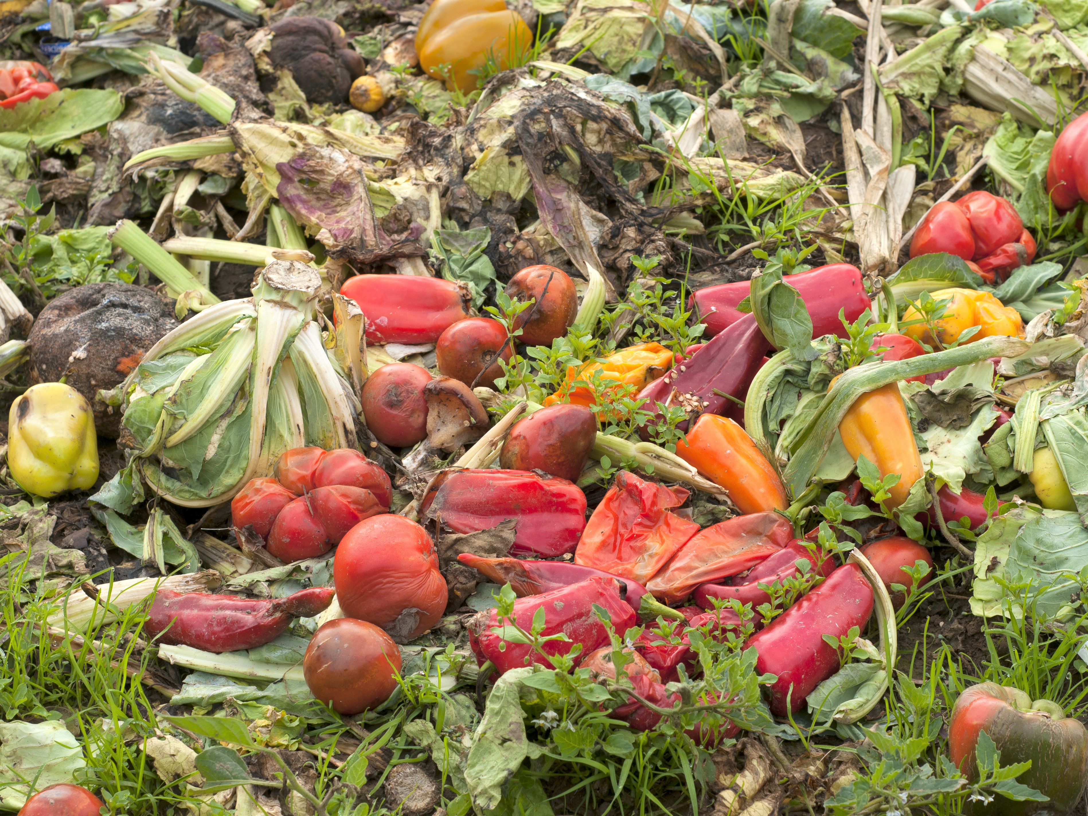 National Food Waste Strategy Feasibility Study launch and Food Waste webinar