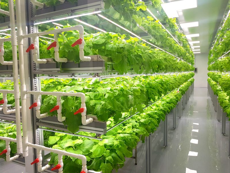 Automating Australia’s indoor cropping sector