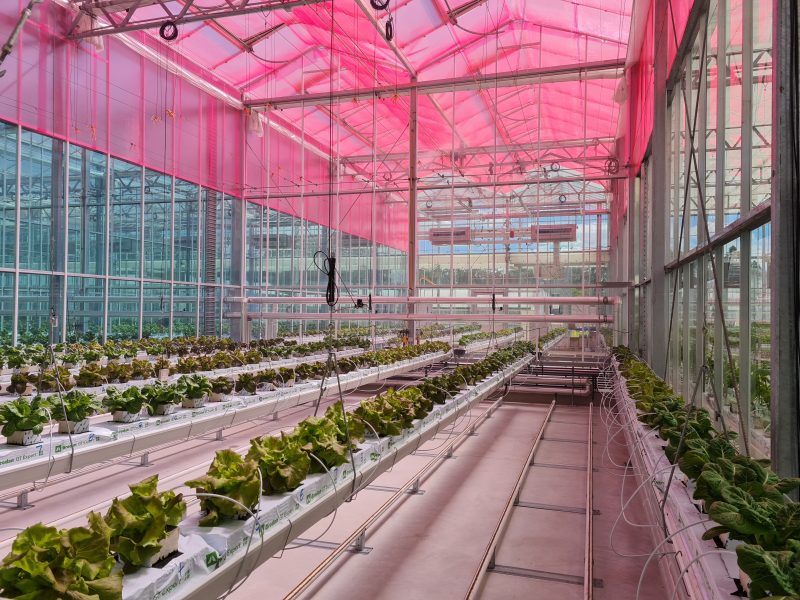 Smart Glass and LLEAF: novel spectra-shifting tech to boost energy-efficiency, crop growth and yield under cover