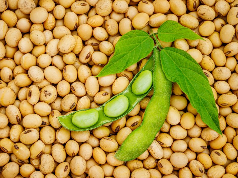Can initiating the Maillard reaction improve functional attributes of plant proteins?