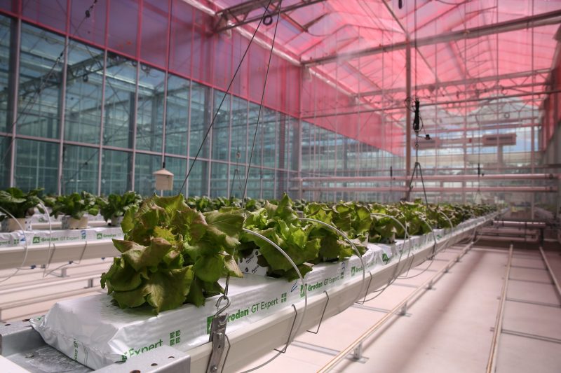 Smart glass film impacts in greenhouses