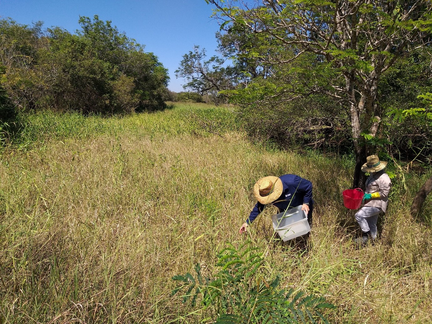 Coastal Plains Research Farm field walk