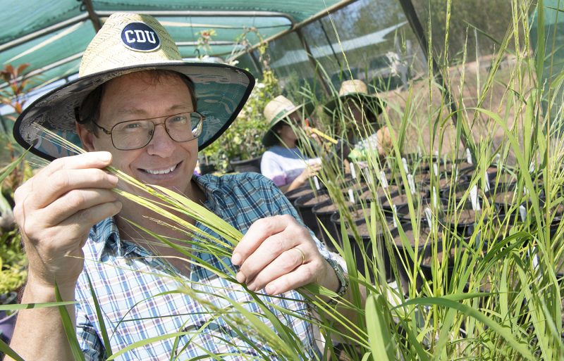 Northern Australia’s native rice: ripe for commercialisation
