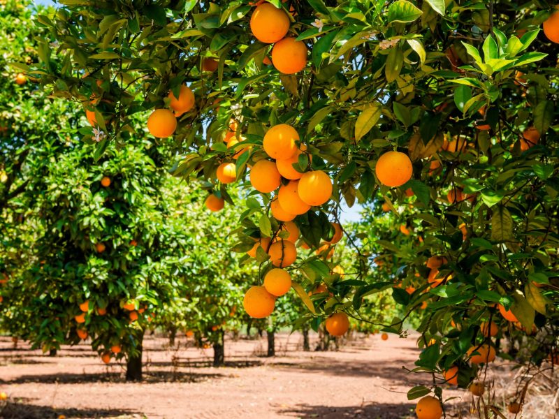 Costa Group acquires Central Queensland citrus operation in export push