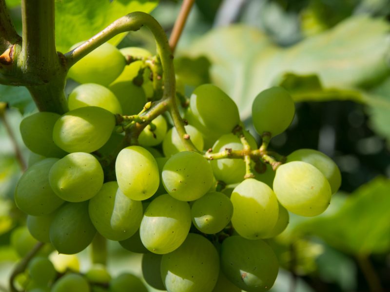 Perfection Fresh acquires table grapes firm, eyeing export market expansion