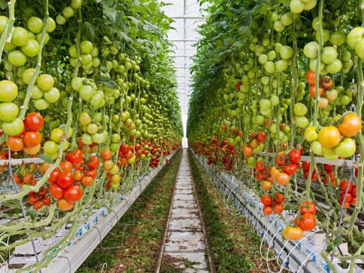 Robotic task automation project to prototype potential pollination ...