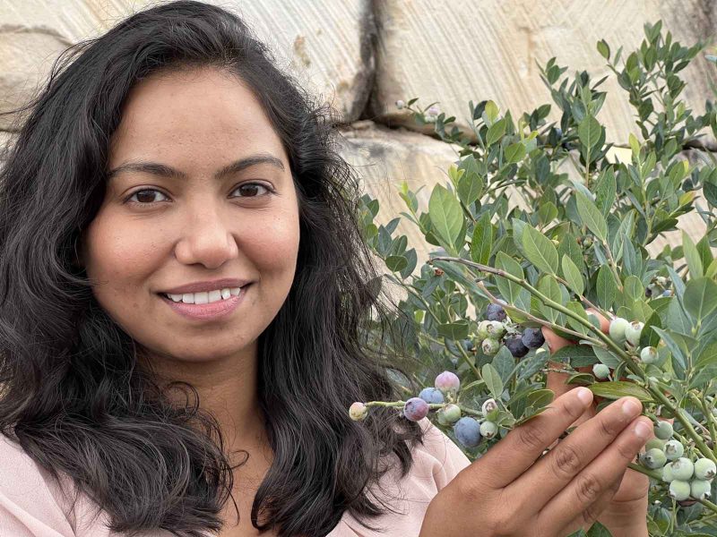 Gareema Pandey: Optimising nutritional content in polytunnel-grown blueberries