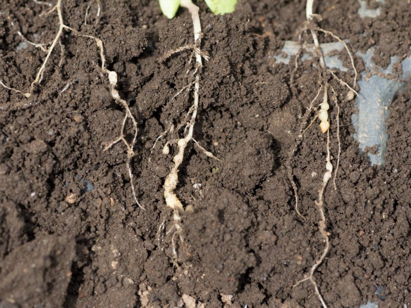 Delivering new, bio-based solutions to control root disease in horticulture crops