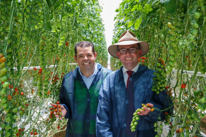 Costa Group’s $80m Guyra glasshouse expansion to create 800+ regional jobs