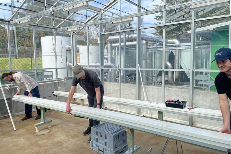 Getting to the root cause of health in hydroponic tomatoes