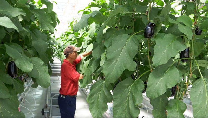 International research collaboration to develop sustainable indoor-cropping solutions 