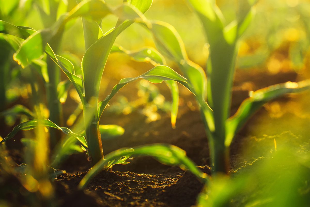 Reducing root-pathogen risk in horticulture crops