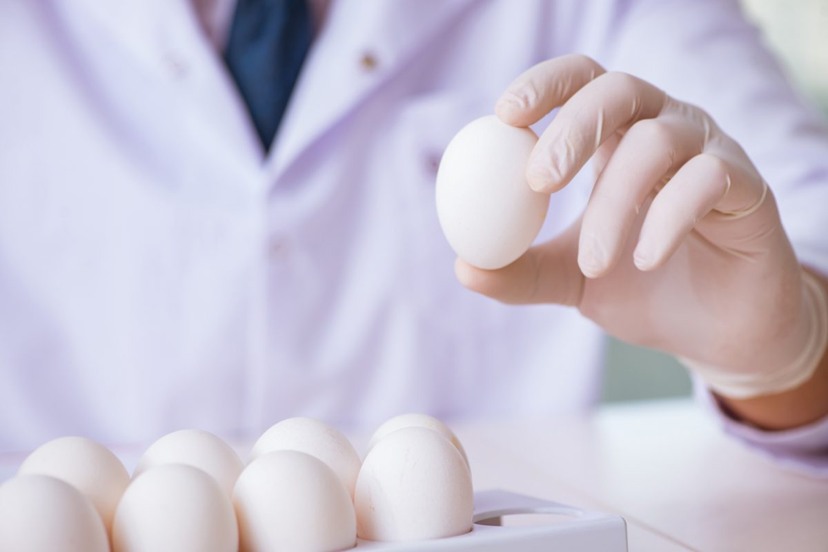 Predictive modelling of egg production