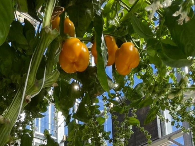 $3.5m project to trial prototype glasshouse films on climbing crops