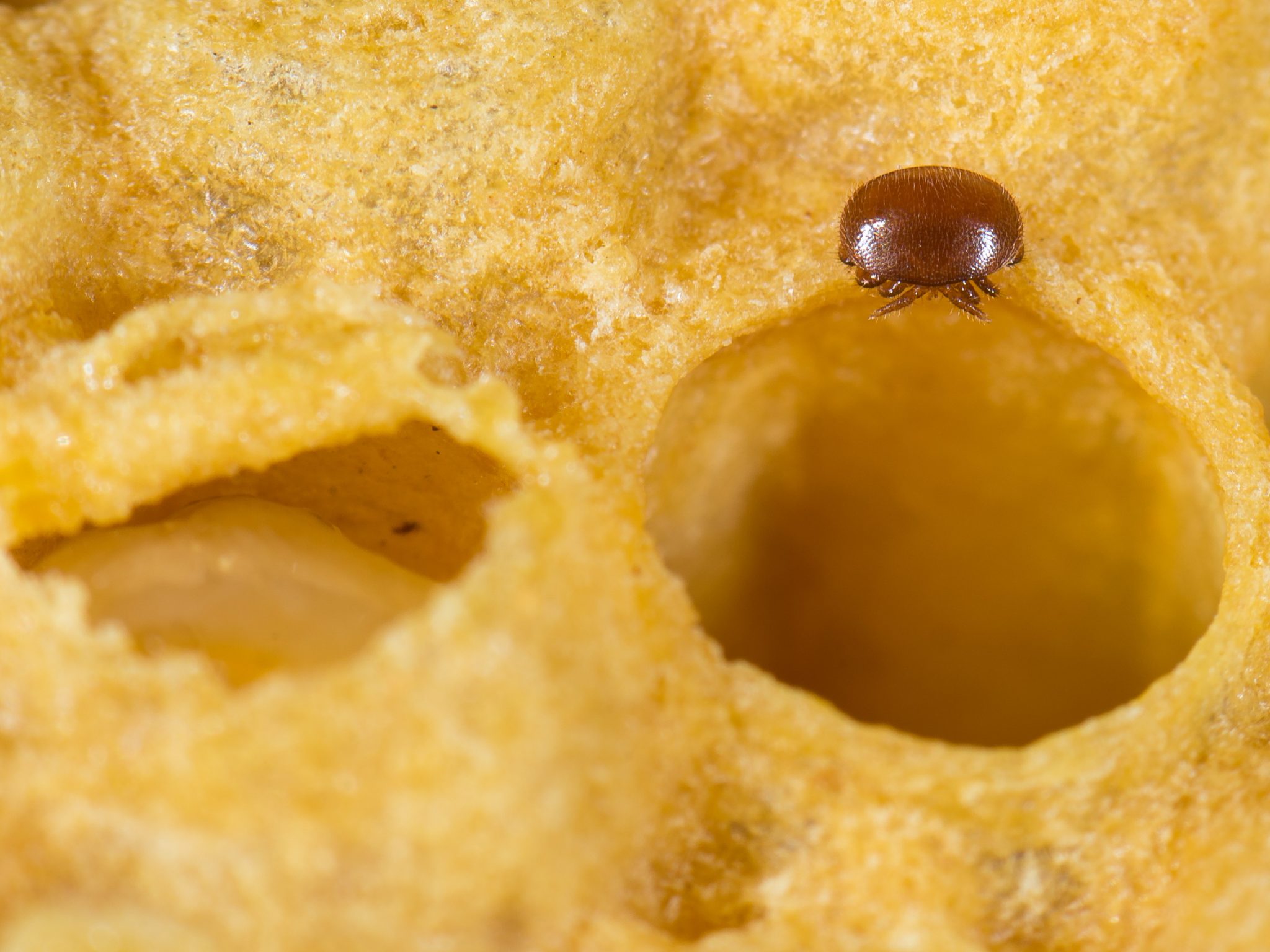 National Pc Map Proves Its Value In Recent Nsw Varroa Mite Incursion Future Food Systems