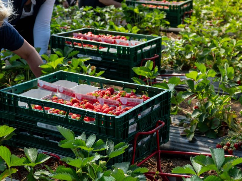 Hort Innovation explores tech-enabled solutions to berry-sector labour woes