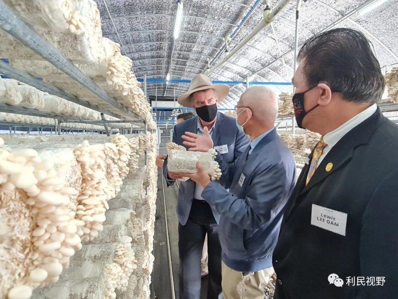 Queensland’s largest Asian mushroom grower joins Future Food Systems