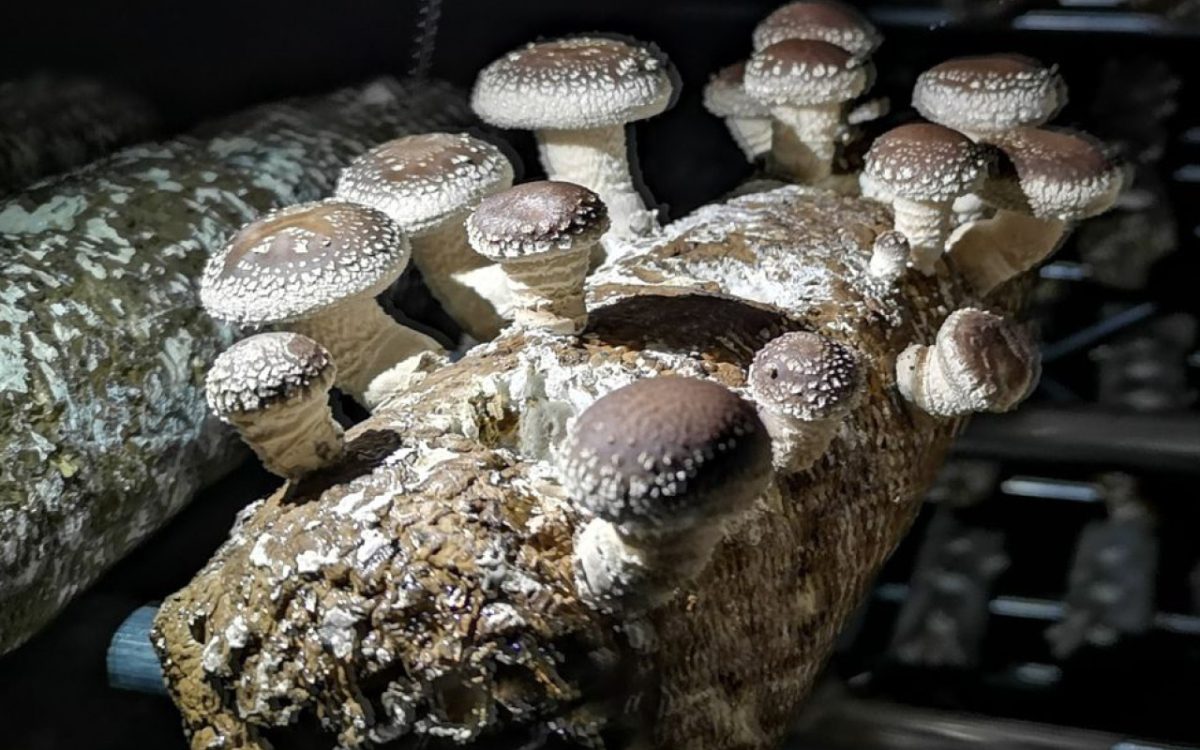 Expanding Australia’s exotic mushroom industry