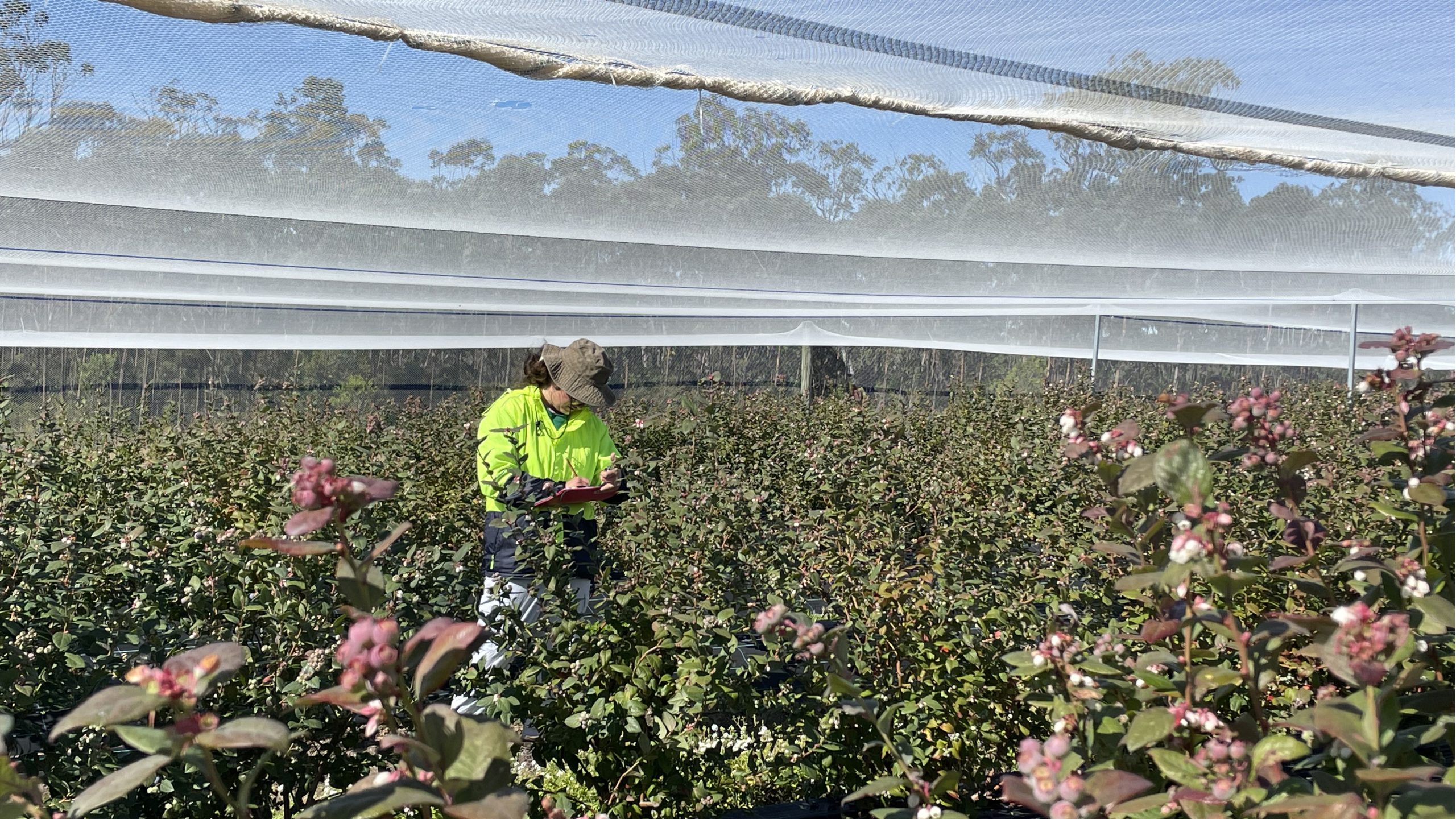 Field-based data collection to evaluate outcomes for food production and biodiversity from initiatives to enhance ecosystem services on berry farms. Photo by Jessie Moyses.