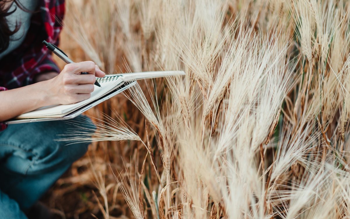 Linking stomatal traits with grain quality and heat tolerance in wheat