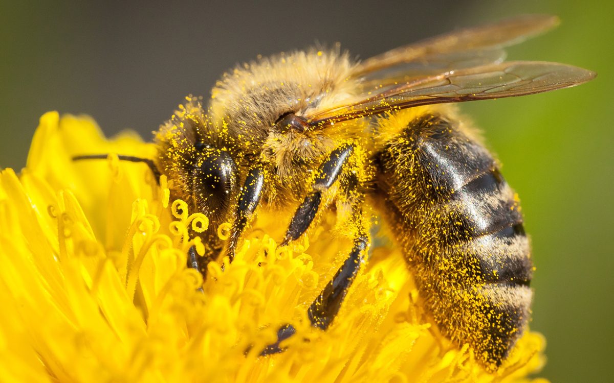 Pollination of novel and emerging food crops grown under protected cropping conditions